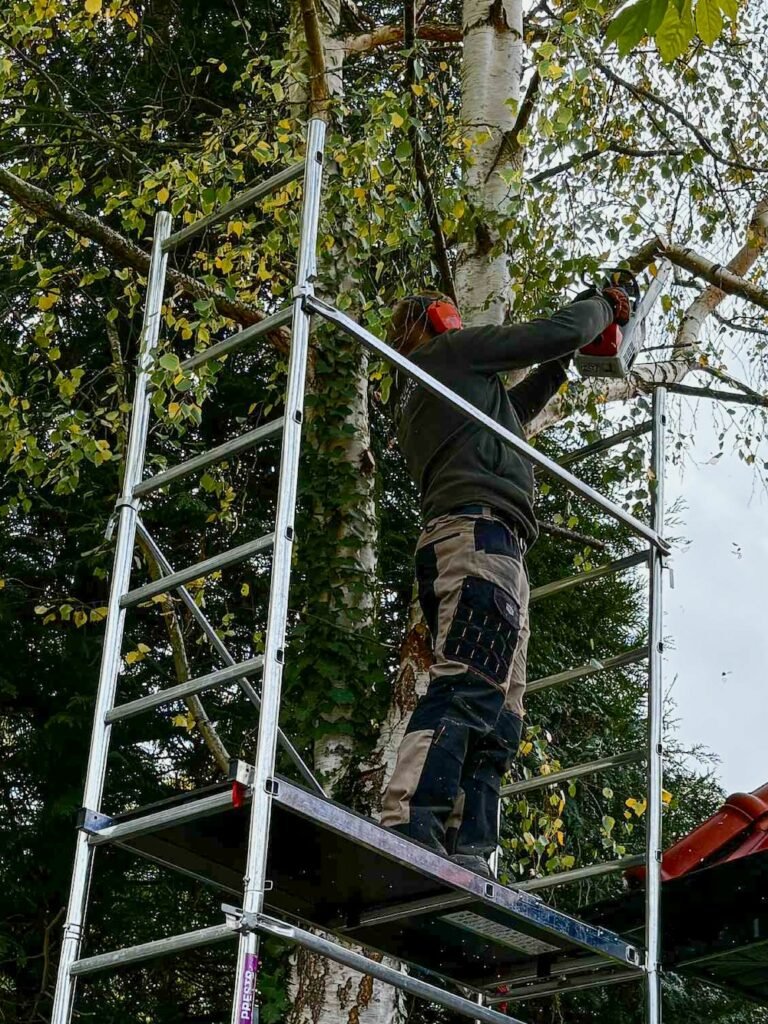 Élagage d'un arbre (bouleau) - Réalisation Julien Prépa-Sol